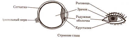 Строение глаза картинка для детей